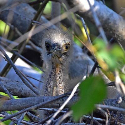 Caprivi House Boat Safari lodge,
Botswana - April 2016