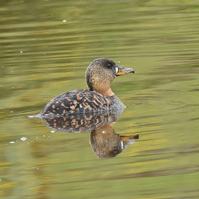 Fijnbosch Farm, Plettenberg Bay, Western Cape - 22 October 2022