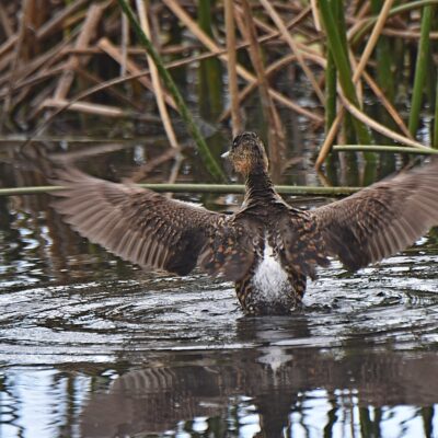 Kwendalo, Plettenberg Bay, Western Cape - February 2024
