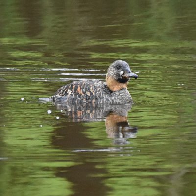 Fijnbosch Farm, Plettenberg Bay, Western Cape - 22 October 2022