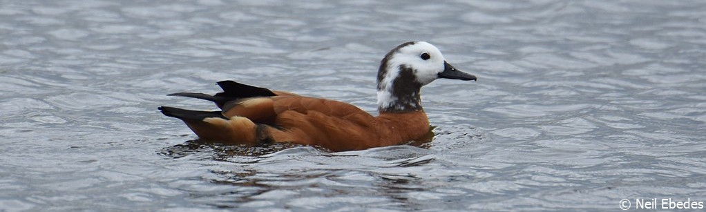Shelduck, South African