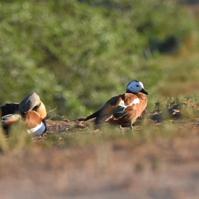 Addo Elephant National Park, March 2022