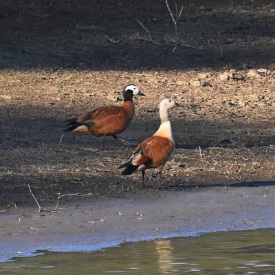 Mountain Zebra National Park, Eastern Cape, South Africa - 15 July 2022