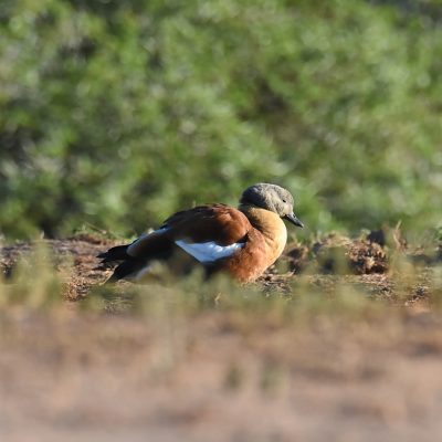 Addo Elephant National National Park, March 2022