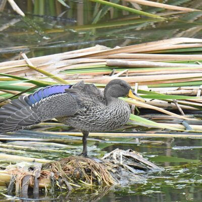 Kwendalo, Plettenberg Bay - December 2025