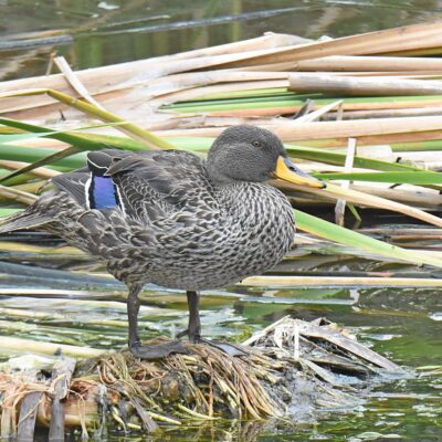 Kwendalo, Plettenberg Bay - December 2025