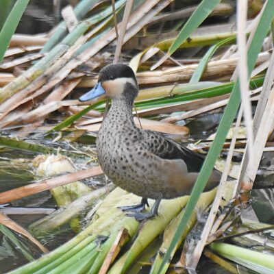 'The Hide', Kwendalo, Plettenberg Bay, Western Cape - March 2024