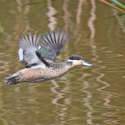 'The Hide', Kwendalo, Plettenberg Bay, Western Cape - March 2024