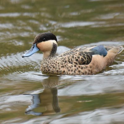 Marievale 16 March 2020 - South Africa