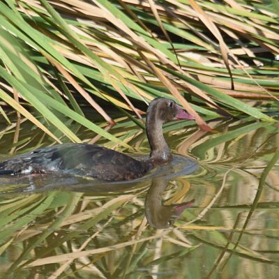 'The Hide', Plettenberg Bay, Western Cape - March 2024
