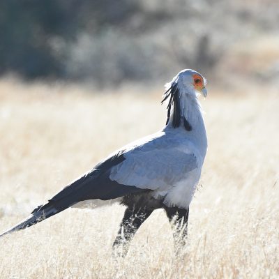 Mountain Zebra National Park, Eastern Cape, South Africa - 13 July 2022