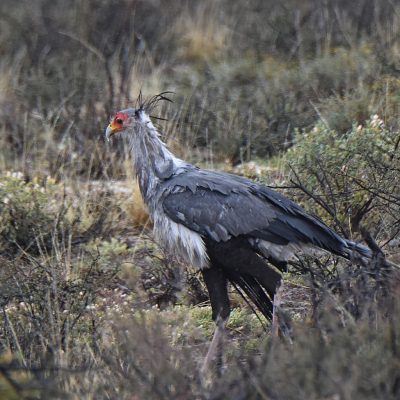 Karoo National Park - Western Cape, South Africa, 19 September 2022
