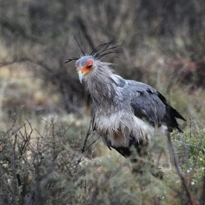Karoo National Park - Western Cape, South Africa, 19 September 2022