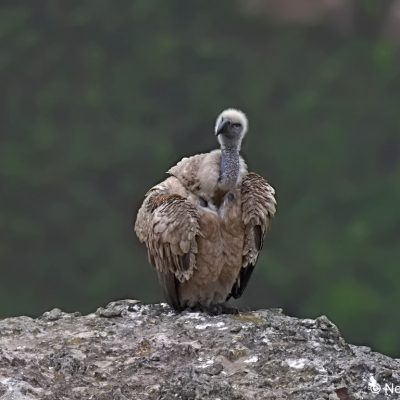 Giants Castle,  October 2015