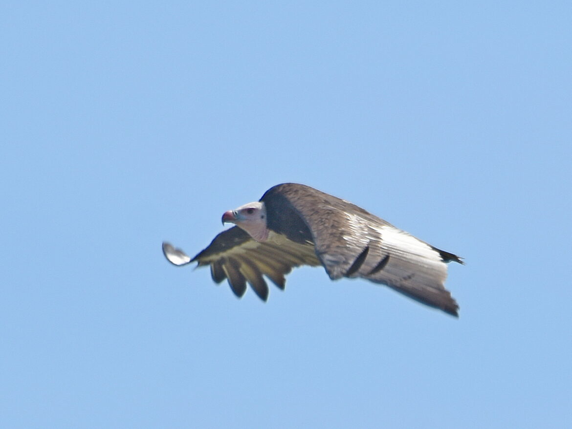 Vulture, White-headed