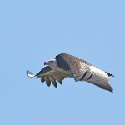 Coutada 11, Sofala, Mozambique - 15 December 2022