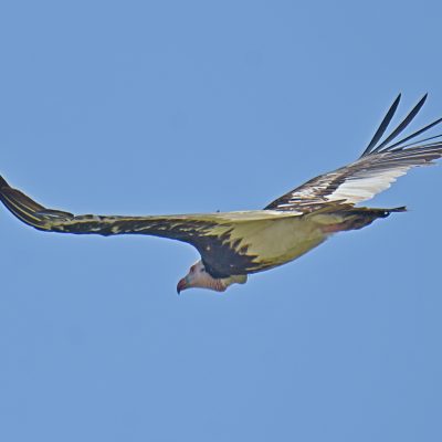 Coutada 11, Sofala, Mozambique - 15 December 2022