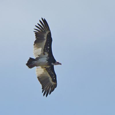 Coutada 11, Sofala, Mozambique - 15 December 2022