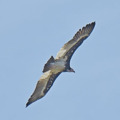 Coutada 11, Sofala, Mozambique - 15 December 2022