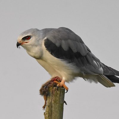 'Uplands', Plettenberg Bay, Western Cape - May 2023