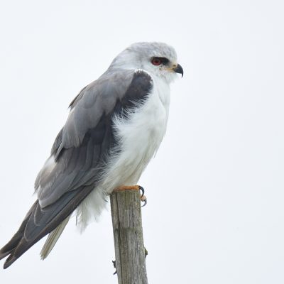 'Uplands', Plettenberg Bay, Western Cape - 14 January 2023