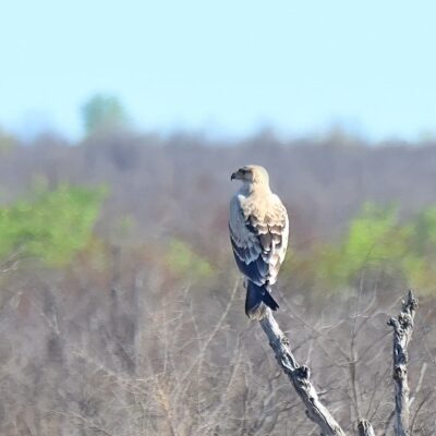 Shingwedzi, Kruger National Park - November 2025