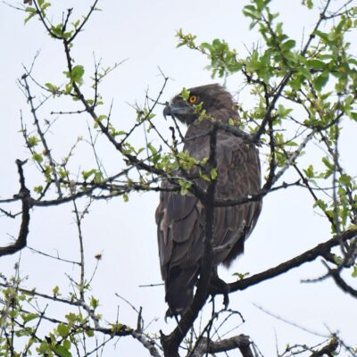 Shingwedzi, Kruger National Park - November 2025