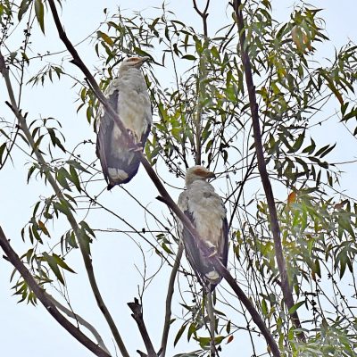 Aberfoyle Lodge, Honde valley Zimbabwe - December 2017