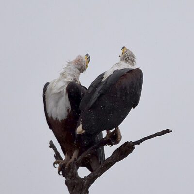 Marloth Park, South of Crocodile River, Mpumalanga - September 2015