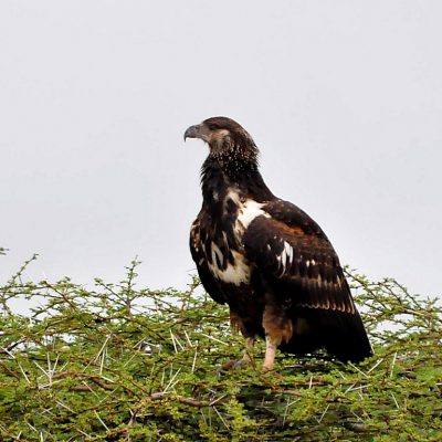 Ndumo KwaZulu Natal - December 2011