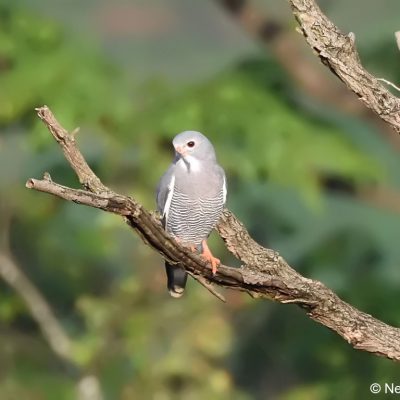 Honde Valley, Zimbabwe  29 Dec 2017
