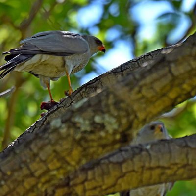 Zwartkop Country Club, Tshwane, Gauteng - October 2018