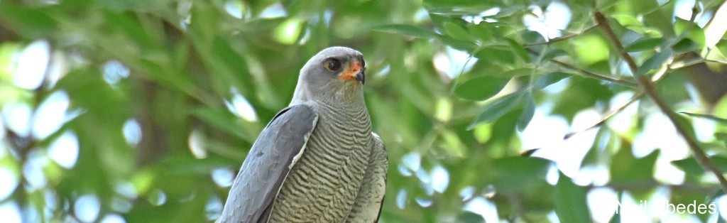 Sparrowhawk, Ovambo
