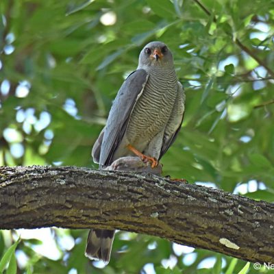 Zwartkop Country Club, Tshwane, Gauteng - October 2018