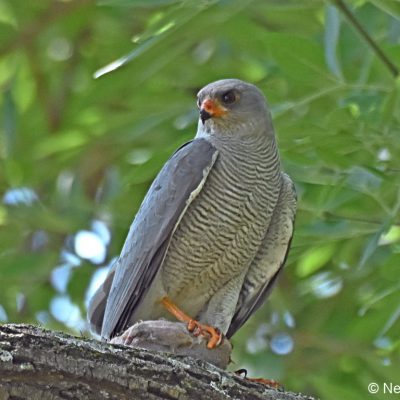 Zwartkop Country Club, Tshwane, Gauteng - October 2018