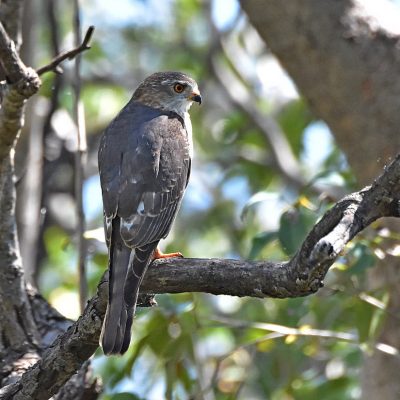 Caprivi House-boat Safari Lodge, Namibia - April 2016