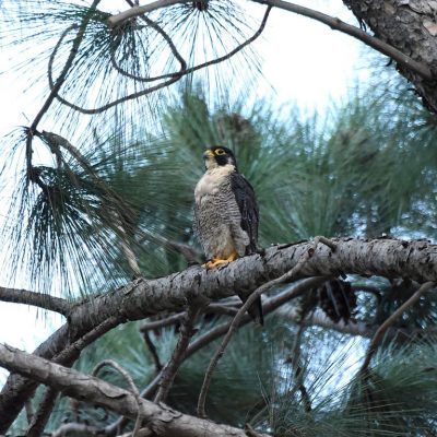 Norscott Slopes , Gauteng, South Africa - January 2020