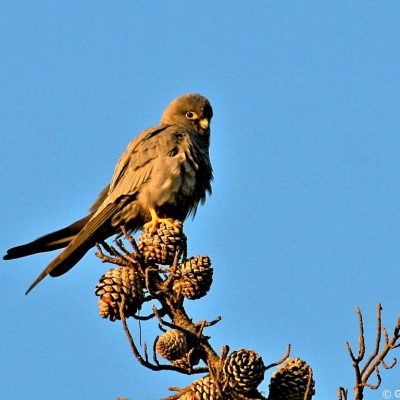 'Emily Moon',  Plettenberg Bay - March 2012