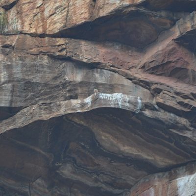 One sighting at the JG Strydom tunnel, Mpumalanga - October 2010
https://www.birdlife.org.za/what-we-do/landscape-conservation/what-we-do/raptors/taita-falcon/
