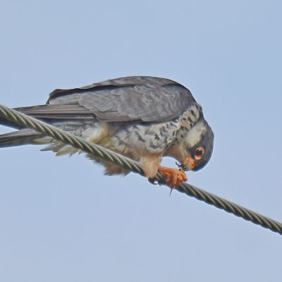 'Uplands', Plettenberg Bay, Western Cape - January 2023