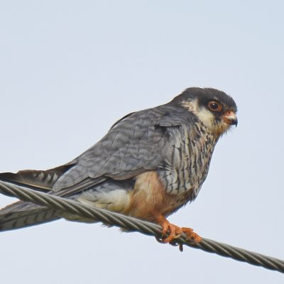 'Uplands', Plettenberg Bay, Western Cape - January 2023