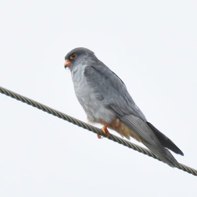 'Uplands', Plettenberg Bay, Western Cape - January 2023