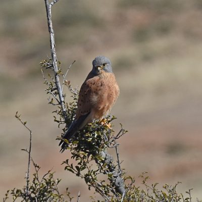 Mountain Zebra National Park, Eastern Cape, South Africa - 12 July 2022