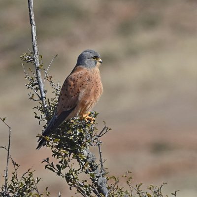 Mountain Zebra National Park, Eastern Cape, South Africa - 12 July 2022