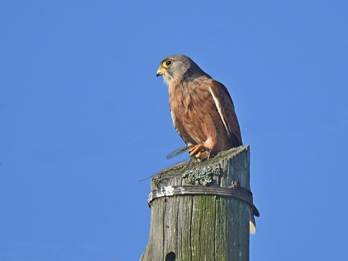 Kestrel, Rock