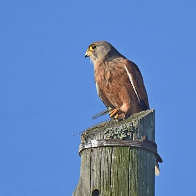 'Uplands', Plettenberg Bay, Western Cape - March 2023