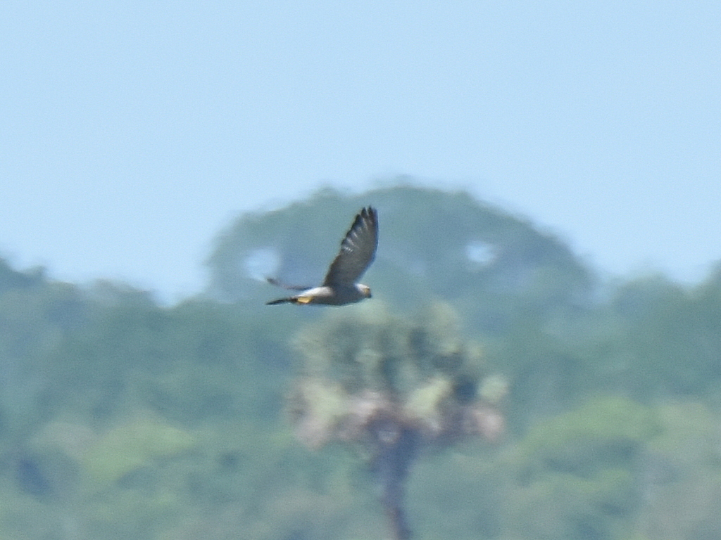 Kestrel, Dickinson’s