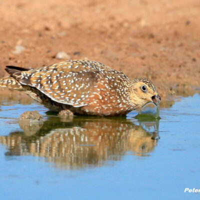 Kgalagadi Transfrontier Park, South Africa - April 2014