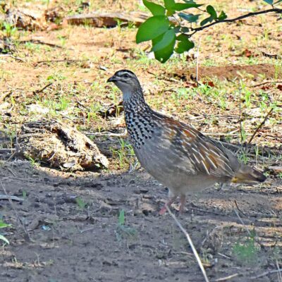 Shingwedzi, Kruger National Park - November 2025