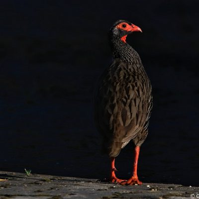 Tsitsikama National Park, Western Cape - February 2020